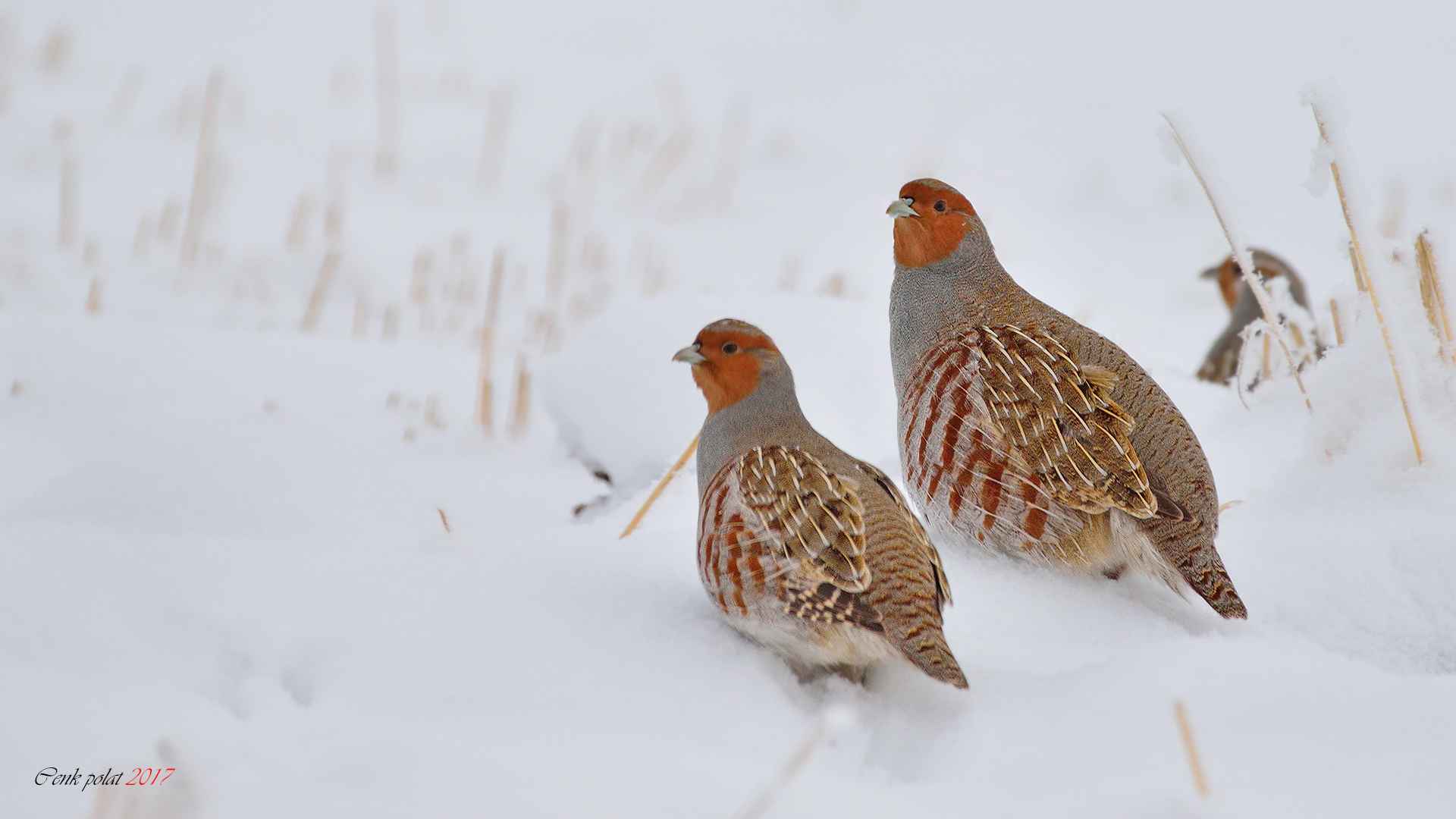 Gray Partridge